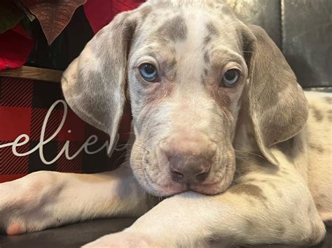 AKC Lilac Harlequin Tanpoint Male Great Dane - Great Dane Puppies for Sale in Missouri | Great