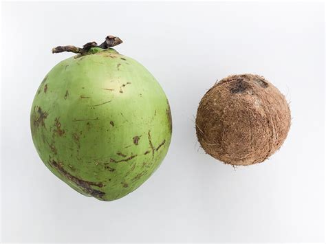 Diferença De Coco E Cocô - Bebê pode tomar água de coco? - Alimentando com amor por BLW Brasil App