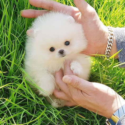 Comment bien éduquer son chiot pas à pas mois par mois ? Vous souhaitez ...