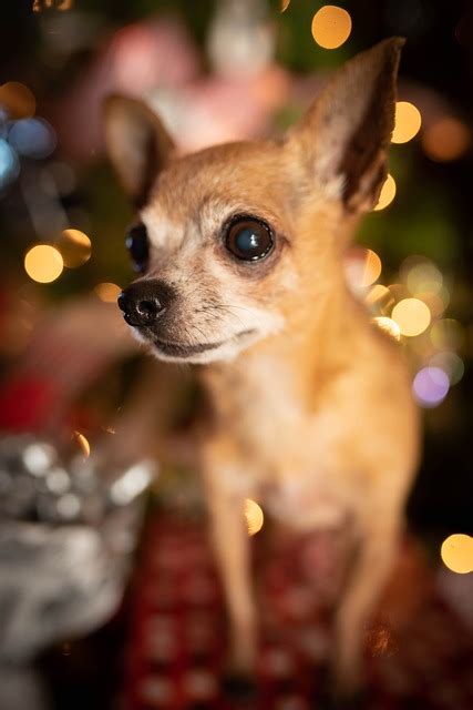 Chihuahua Cachorro Animal - Foto gratuita no Pixabay - Pixabay