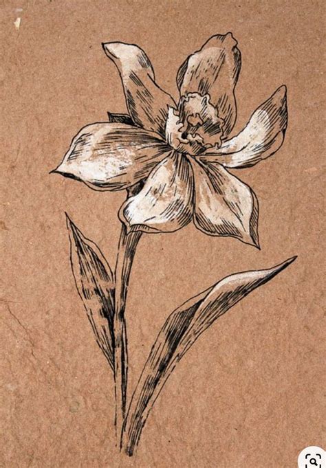 cuadros in 2020 | Natural form art, Flower drawing, Botanical art
