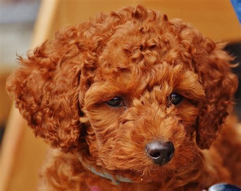 Diagrama Poodles Coisas Que Se Movem Cachorros - Poodles Coisas Que Se Movem Cachorros - BRAINCP