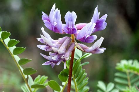 Astragalus: 10 Benefits of Astragalus