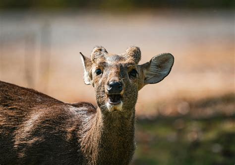 Free Animal Photos, Download The BEST Free Free Animal Stock Photos ...