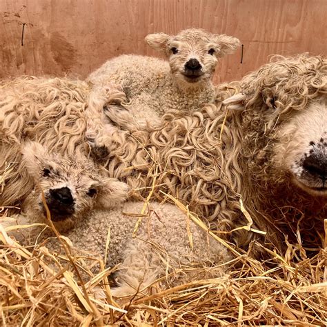 Animal rights activists visit baylham rare breeds farm ipswich 14