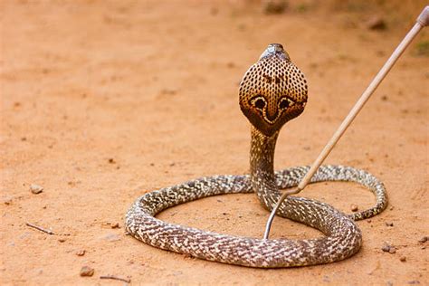 1,700+ Cobra Fangs Stock Photos, Pictures & Royalty-Free Images - iStock