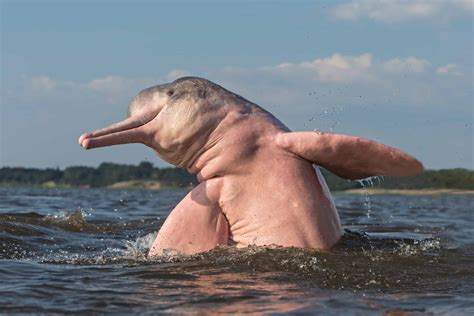 Amazon River Dolphin (Pink Dolphin) Pictures - AZ Animals