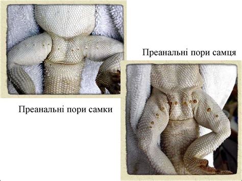 Плазуни. Ознаки-переваги, які мають плазуни, порівняно із земноводними ...