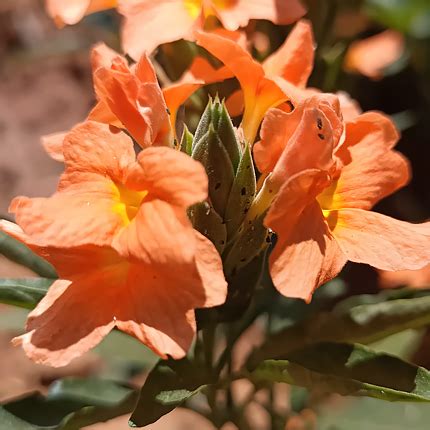 Кроссандра: виды, выращивание и уход - Flowers.ua