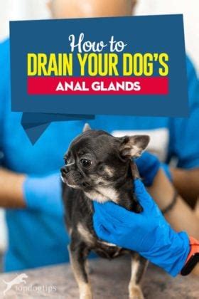 how to drain a dog's glands