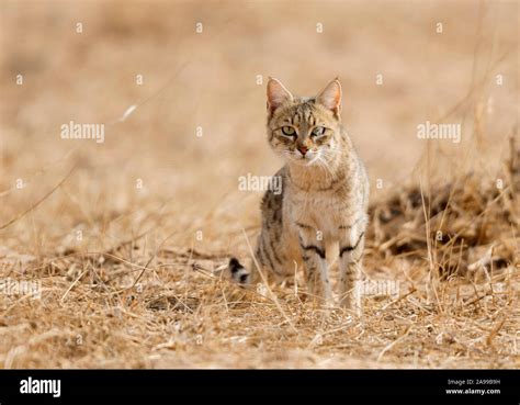 Chinese Desert Cat