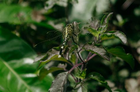 Free+Pictures+Wild+Amaginations Photos, Download The BEST Free Free