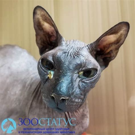 Вирусный ринотрахеит у кошек симптомы и лечение в домашних условиях