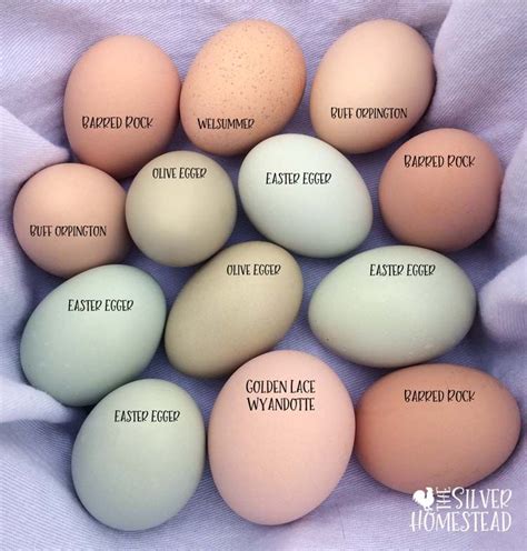 Chicken Breed Egg Color Chart Chicken Breeds Laying Chickens | Sexiz Pix