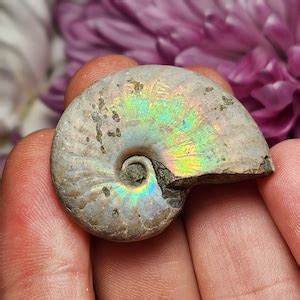 opalized ammonite fire ammonite ammonite specimen polished