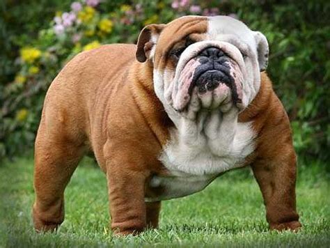 bulldog ingles en queretaro | Bulldog, Miniature english bulldog ...