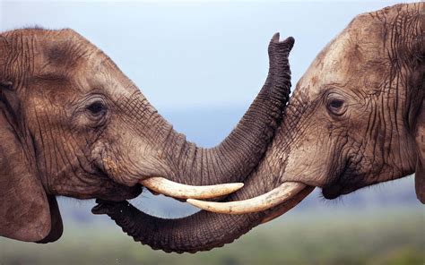 Download Animals Pictures | Wallpapers.com