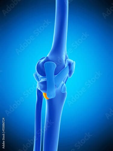 medically accurate illustration of the anserine bursa - Buy this stock illustration and explore ...