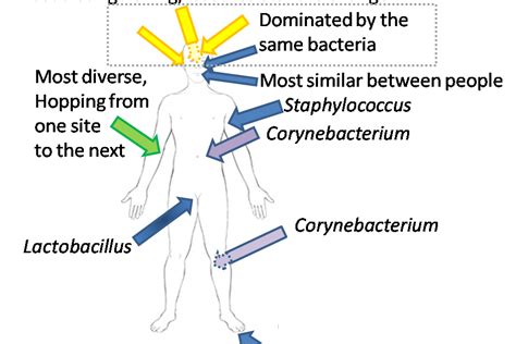 Health Technologies: Human Body: A map of where Bacteria live