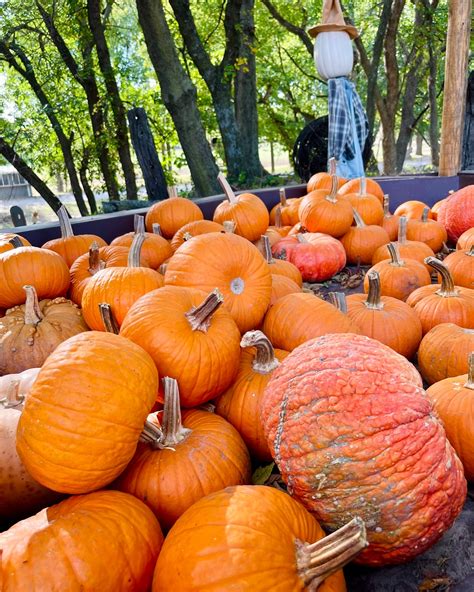 Walter's Pumpkin Patch: A Kansas Fall Tradition - Mainstream Adventures