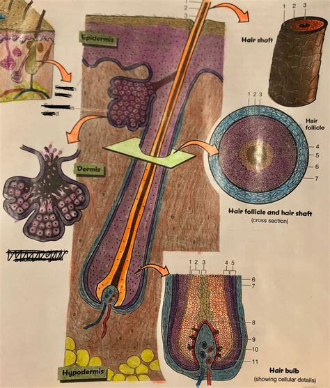 Hair Follicle Bulb