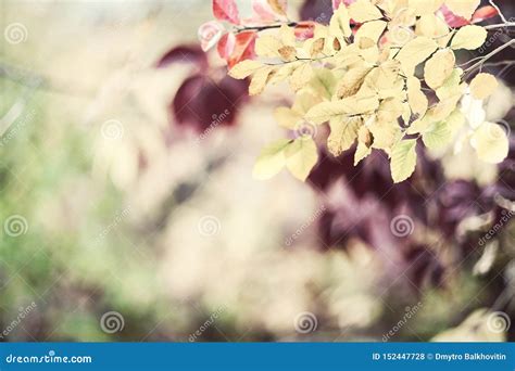 Soft Autumn Background with Leaves Stock Photo - Image of school ...