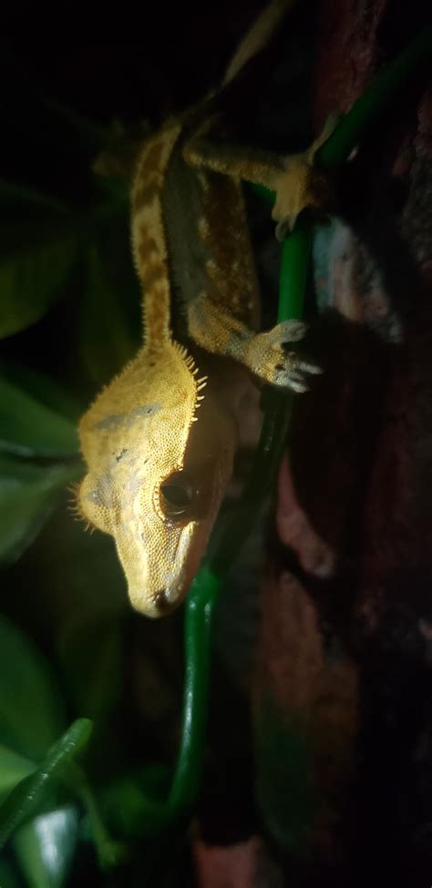 Mt excitment for this little dude is palpable : r/CrestedGecko