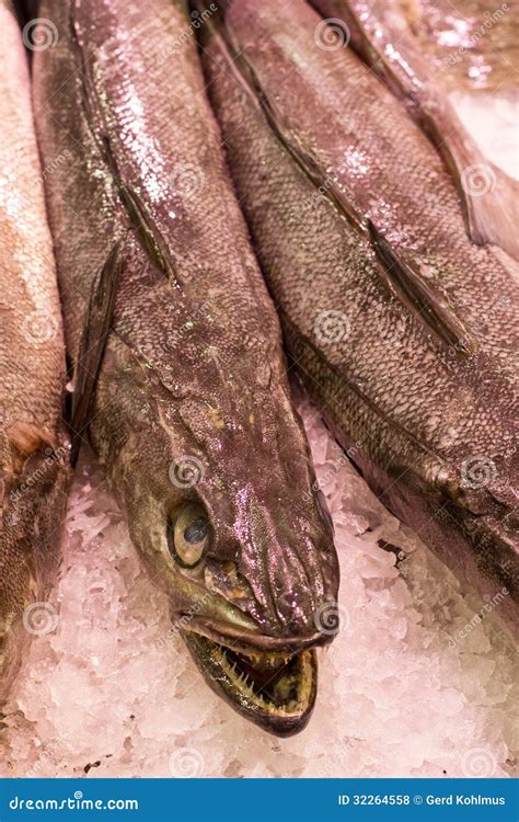 Merluza stock photo. Image of market, fishing, fish, closeup - 32264558