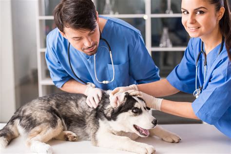 Learn About ICH’s Veterinary Assistant (VA) Program - Integrity College of Health