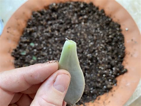 Leaf Cutting Propagation: Propagating Succulents in San Antonio
