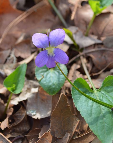 Blue Violet Flower Meaning at Alonzo Caraway blog