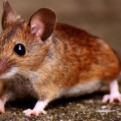 shuifang mao food processing zhejiang university hangzhou zju