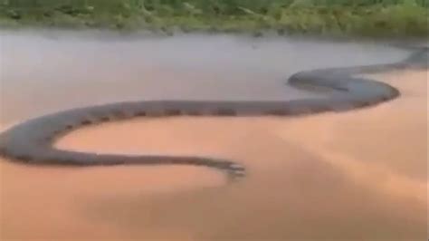 Anaconda Largest Snake Ever Found