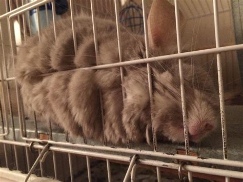 how do you chinchilla sleeping too much at home 8