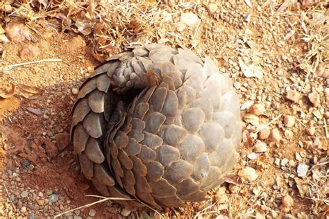 6 Facts About Pangolins: Diet, Threats, and Conservation | Earth.Org