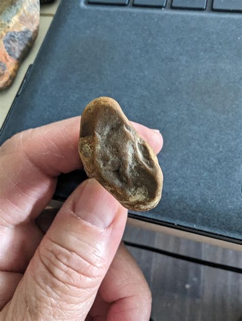 Tooth? Plant? - Fossil ID - The Fossil Forum