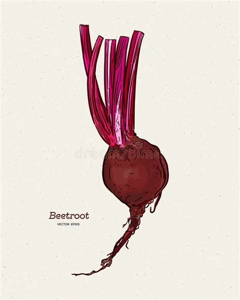 Beetroot, Hand Draw Sketch Vector Stock Vector - Illustration of draw ...