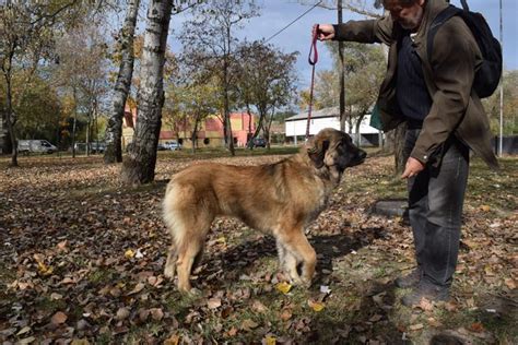 Leonberger Information & Dog Breed Facts | Dogell.com
