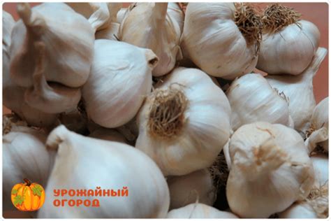 Нужно ли замачивать чеснок перед посадкой