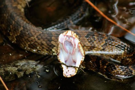 217 best Cottonmouth images on Pholder | Whatsthissnake, Herpetology ...