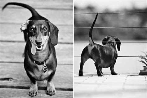 45 Cute and Amazing Dachshunds Pictures