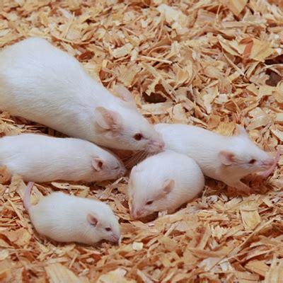 Guide To Different Sizes Of Frozen Feeder Mice, 45% OFF
