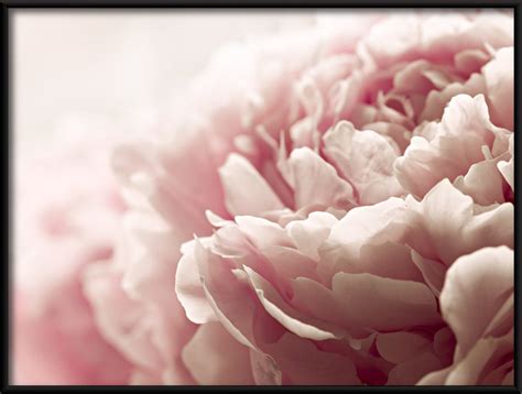 Pivoine rose Poster - Tappy.fr