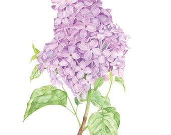 Lilac Watercolor Painting set 2 Lilacs Illustration Purple