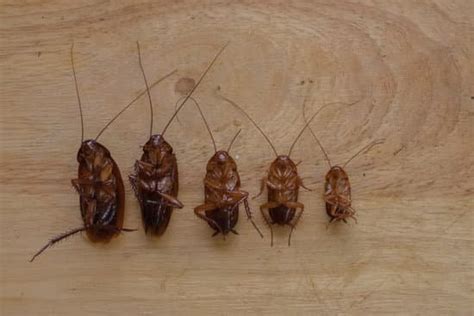 cockroach killer pestwhisperercom