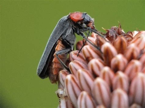 Besplatna slika: arthropod, buba, kukac, beskralješnjak, priroda, drvo ...