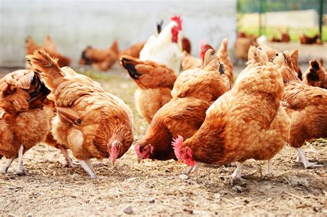 range chickens  feed  katie collado blog