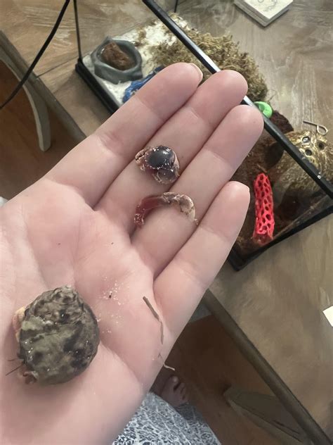 Advice needed on possible dead hermit crab situation. Overnight another