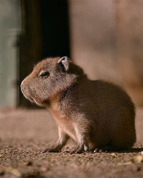 40 fotos que provam que as capivaras são os animais mais fofos do mundo ...