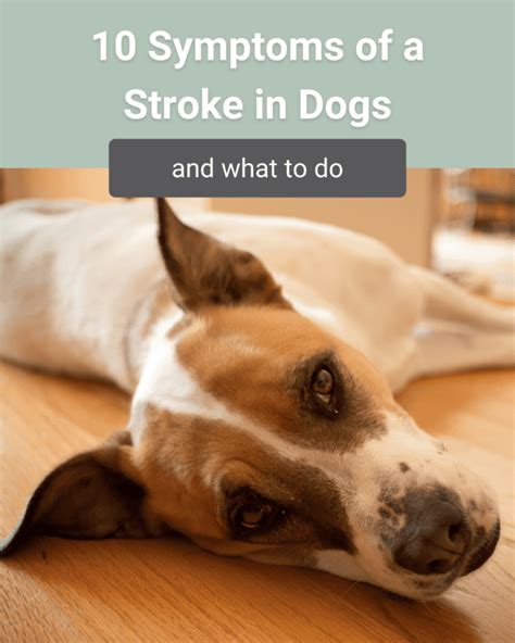 Dog Stroke Symptoms: What You Need to Know - Hunter Games Magazine